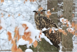 <p>VÝR VELKÝ (Bubo bubo) sokolnicky vedený /Eurasian eagle-owl - Uhu/</p>